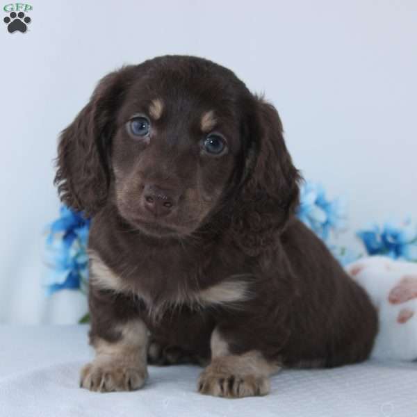 Edison, Dachshund Puppy