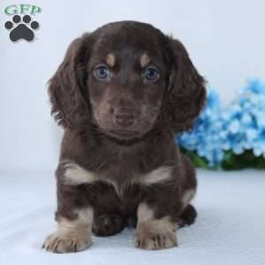 Edison, Dachshund Puppy
