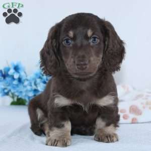 Edison, Dachshund Puppy