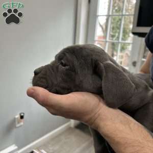 Raven, Cane Corso Puppy