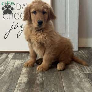 Conan, Golden Retriever Puppy