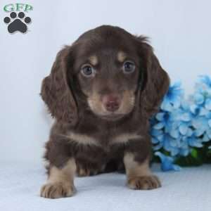 Eldon, Dachshund Puppy
