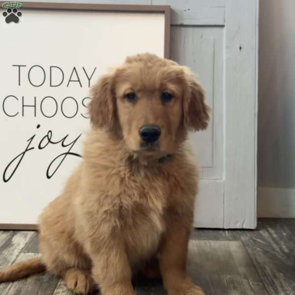 Conan, Golden Retriever Puppy