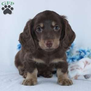 Eldon, Dachshund Puppy