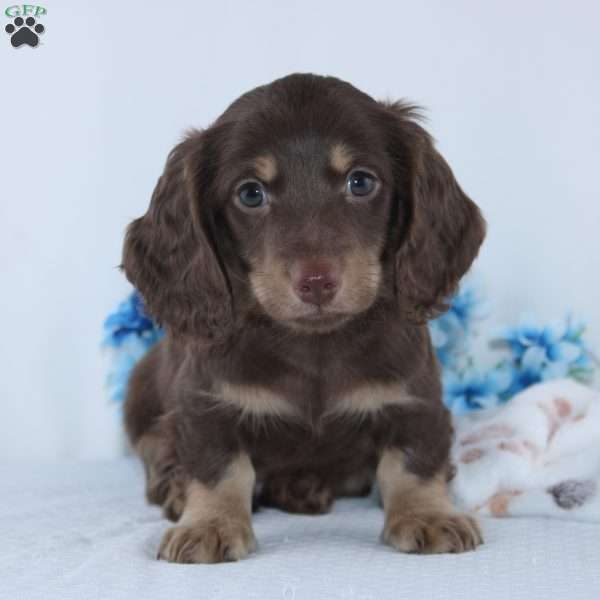 Eldon, Dachshund Puppy