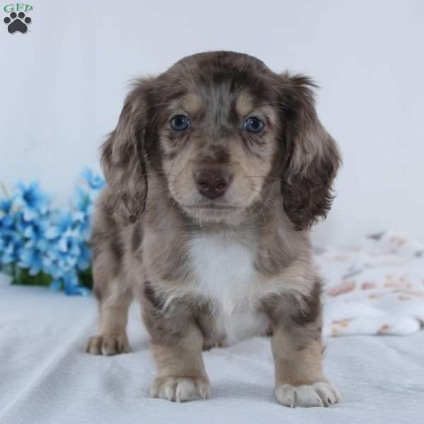 Evan, Dachshund Puppy