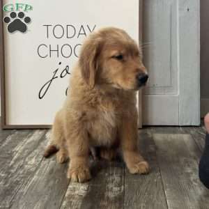 Harley, Golden Retriever Puppy