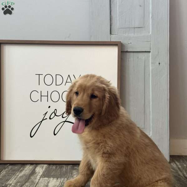 Harley, Golden Retriever Puppy