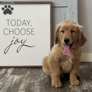 Harley, Golden Retriever Puppy