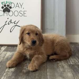 Harley, Golden Retriever Puppy