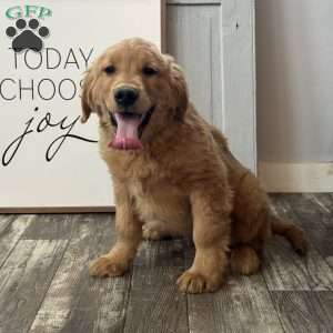 Shadow, Golden Retriever Puppy
