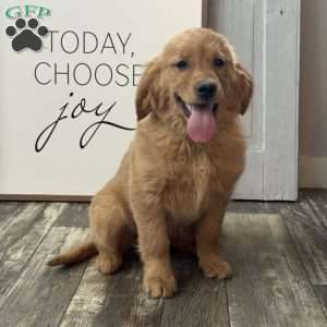 Sassy, Golden Retriever Puppy