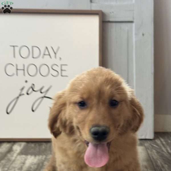 Sassy, Golden Retriever Puppy
