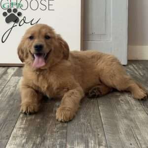 Sassy, Golden Retriever Puppy
