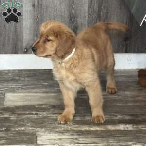 Baby, Golden Retriever Puppy