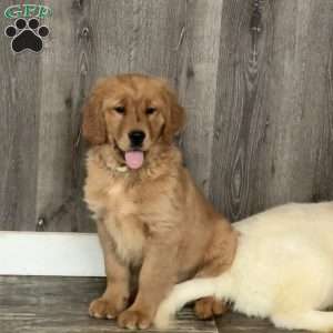Baby, Golden Retriever Puppy