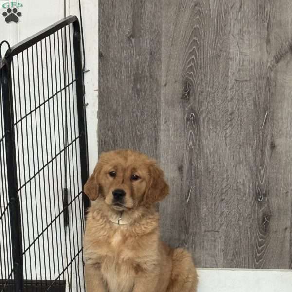 Baby, Golden Retriever Puppy