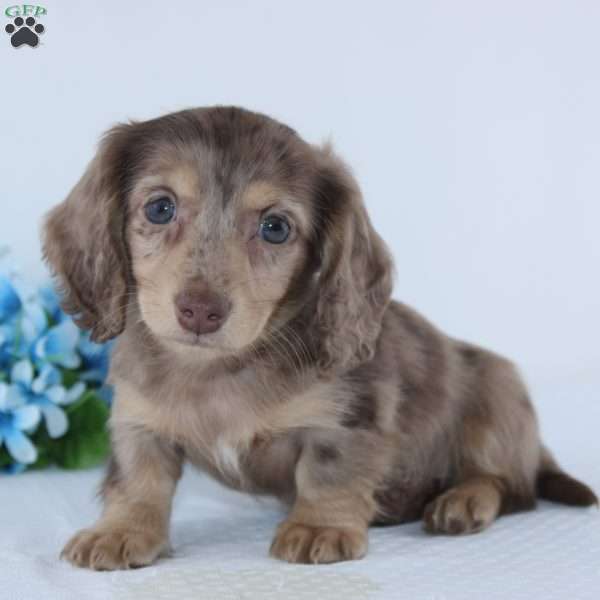 Elliot, Dachshund Puppy