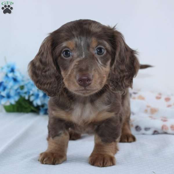 Ethan, Dachshund Puppy