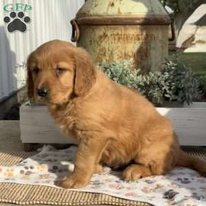 Earl, Golden Retriever Puppy