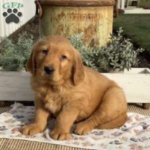 Ernie, Golden Retriever Puppy