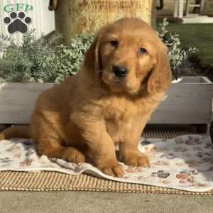 Ernie, Golden Retriever Puppy