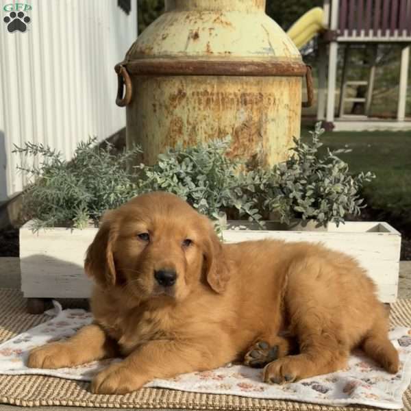 Ernie, Golden Retriever Puppy