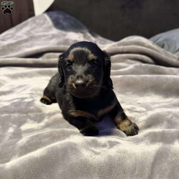 Swirl(Mini), Dachshund Puppy