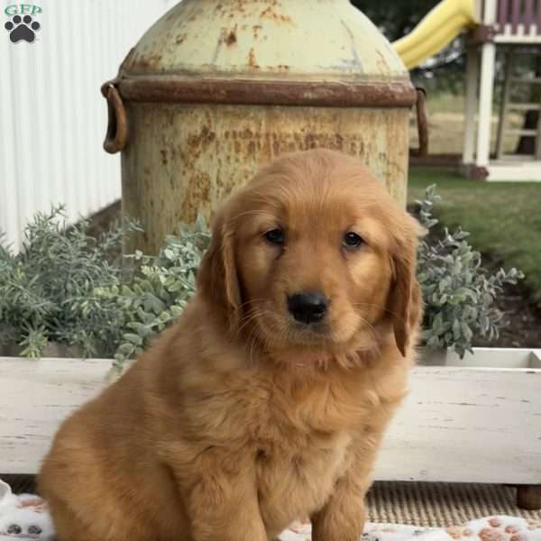 Earl, Golden Retriever Puppy
