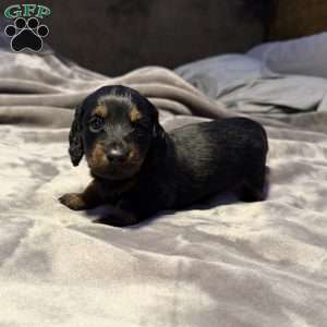 Fudge(Mini), Dachshund Puppy