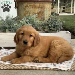 Earl, Golden Retriever Puppy