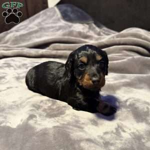 Cupcake(Mini), Dachshund Puppy