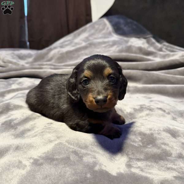 Cinnamon(Mini), Dachshund Puppy