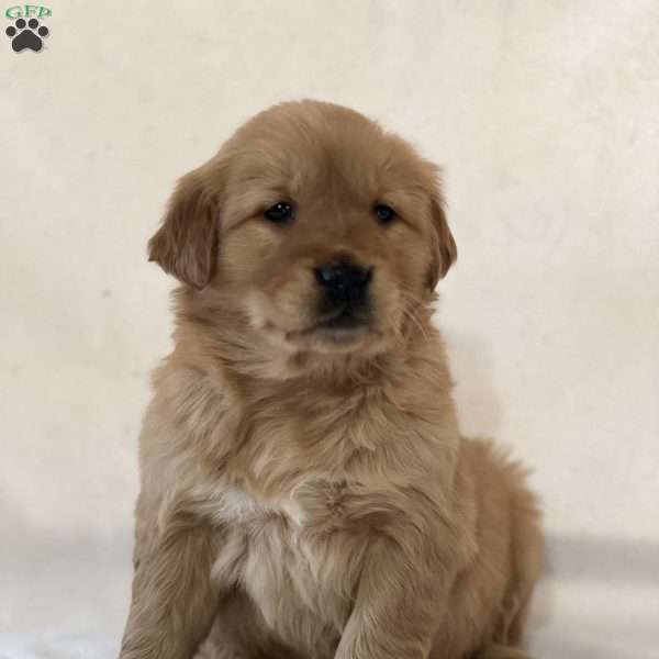 Sophie, Golden Retriever Puppy