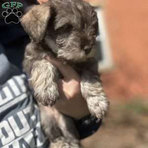 Sue, Miniature Schnauzer Puppy