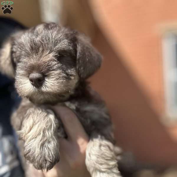 Sue, Miniature Schnauzer Puppy