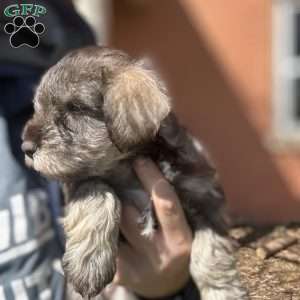 Sue, Miniature Schnauzer Puppy