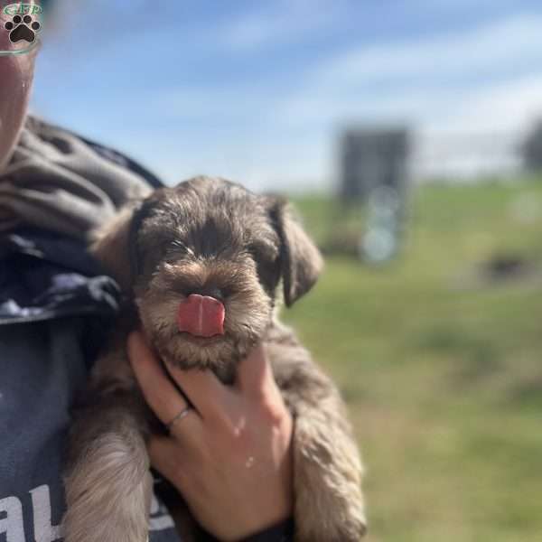 Levi, Miniature Schnauzer Puppy
