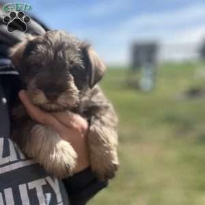 Levi, Miniature Schnauzer Puppy