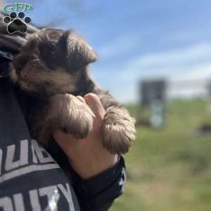 Levi, Miniature Schnauzer Puppy
