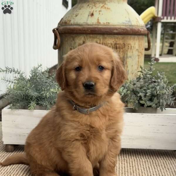 Fonzi, Golden Retriever Puppy