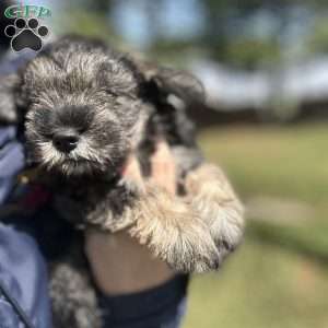 Lucy, Miniature Schnauzer Puppy