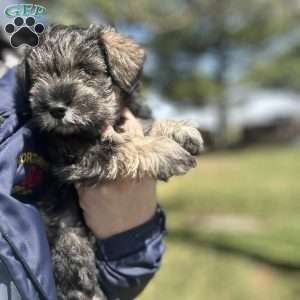 Lucy, Miniature Schnauzer Puppy