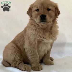 Sophie, Golden Retriever Puppy