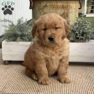 Fin, Golden Retriever Puppy