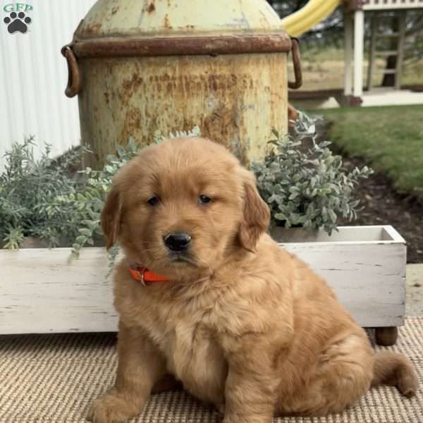 Fin, Golden Retriever Puppy