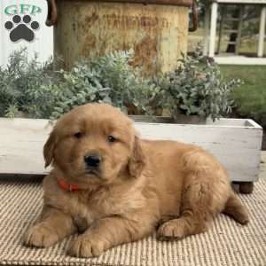Fin, Golden Retriever Puppy