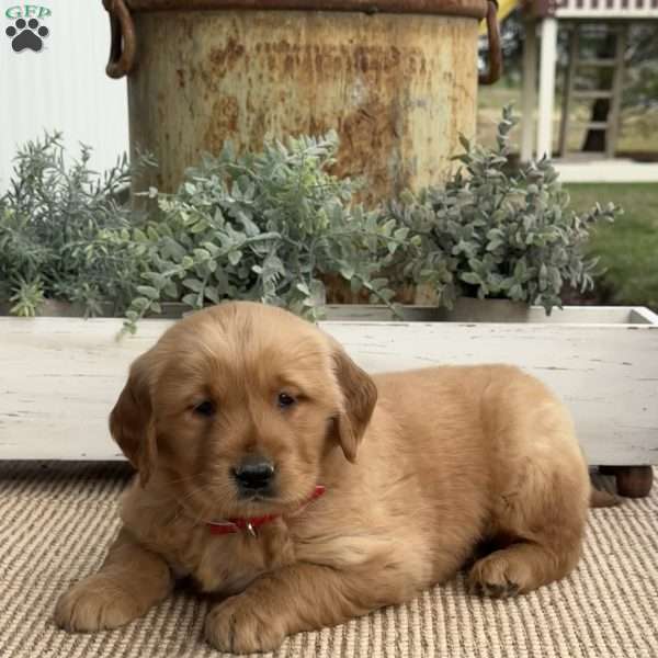 Flash, Golden Retriever Puppy
