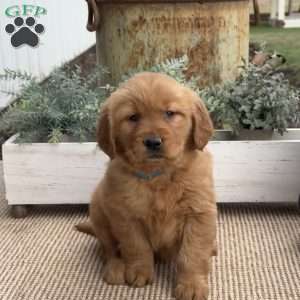 Faith, Golden Retriever Puppy
