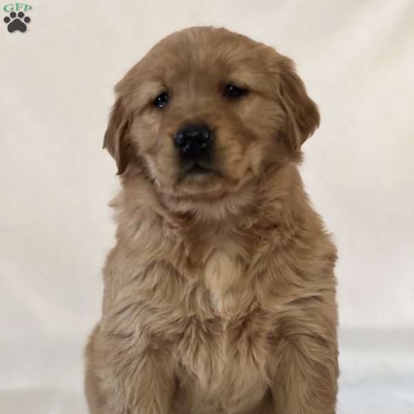 Smiley, Golden Retriever Puppy